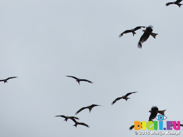 FZ015147 Red kites (Milvus milvus)